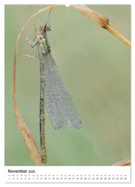 Produktbild: Insekten,Sch&ouml;nheiten der Natur (hochwertiger Premium Wandkalender 2026 DIN A2 hoch), Kunstdruck in Hochglanz