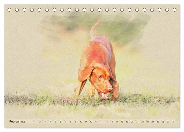 Produktbild: Magyar Vizsla 2026 (Tischkalender 2026 DIN A5 quer), CALVENDO Monatskalender
