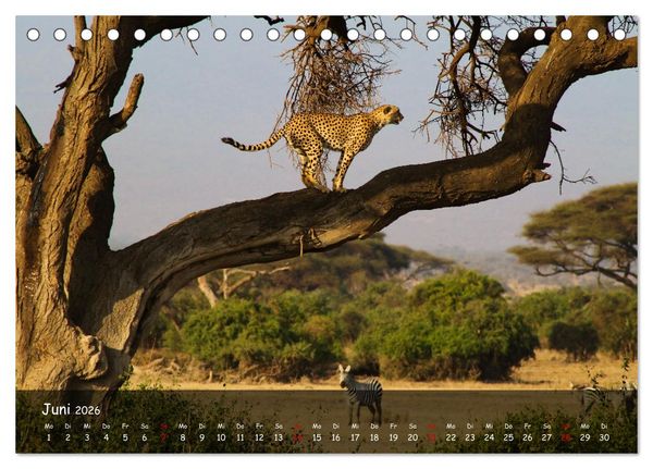 Produktbild: Wildes Ostafrika - Tansania und Kenia hautnah (Tischkalender 2026 DIN A5 quer), CALVENDO Monatskalender