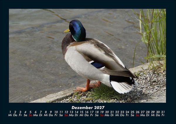 Produktbild: Enten 2027 Fotokalender DIN A4