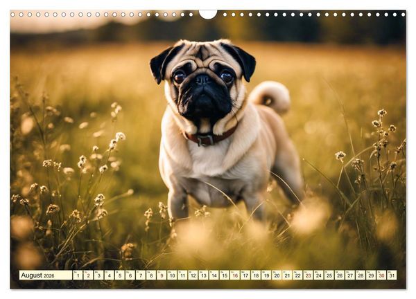 Produktbild: M&ouml;pse - quirlige Charmebolzen (Wandkalender 2026 DIN A3 quer), CALVENDO Monatskalender