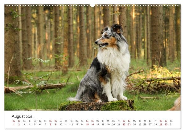 Produktbild: Shelties - Die zuckers&uuml;&szlig;en Vierbeiner. (hochwertiger Premium Wandkalender 2026 DIN A2 quer), Kunstdruck in Hochglanz