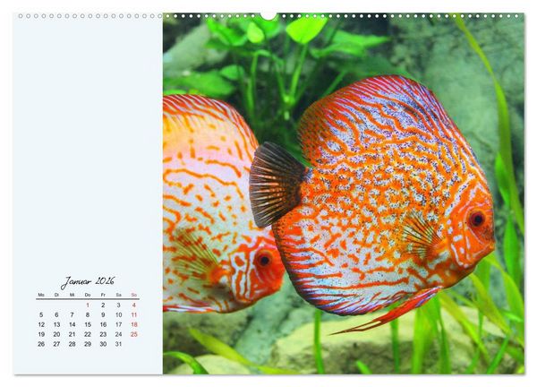 Produktbild: Diskusfische. Die bezaubernden Lieblinge vieler Aquarianer (Wandkalender 2026 DIN A2 quer), CALVENDO Monatskalender