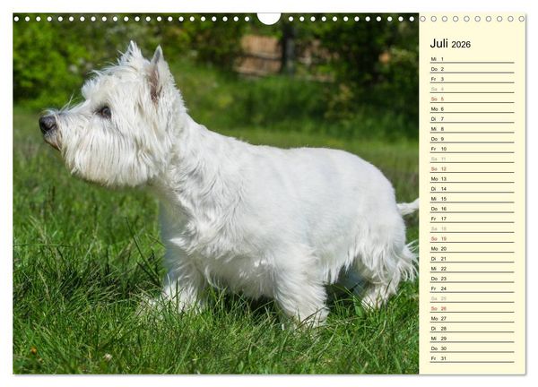 Produktbild: Kobold auf 4 Pfoten - West Highland White Terrier (Wandkalender 2026 DIN A3 quer), CALVENDO Monatskalender