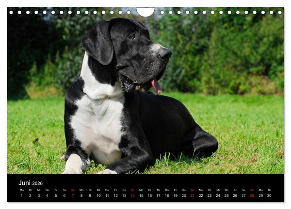 Produktbild: Deutsche Dogge 2026 (Wandkalender 2026 DIN A4 quer), CALVENDO Monatskalender