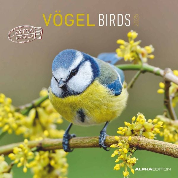 Vögel 2025 - Broschürenkalender 30x30 cm (30x60 geöffnet) -