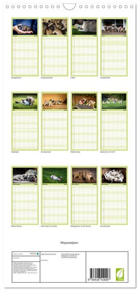 Produktbild: Familienplaner 2026 - Mopswelpen mit 5 Spalten (Wandkalender, 21 x 45 cm) CALVENDO