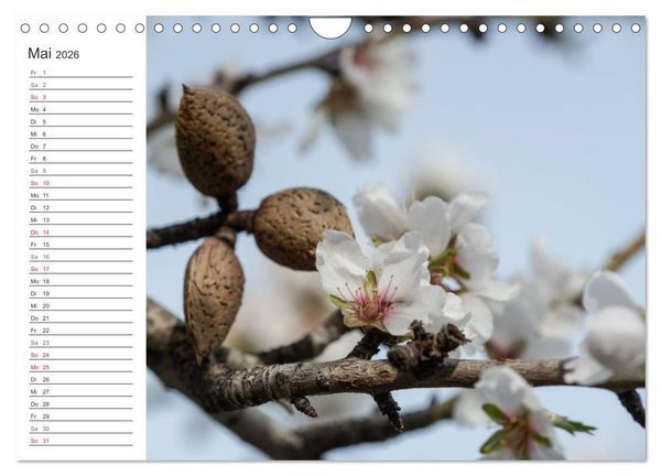 Produktbild: Emotionale Momente: Mandeln (Wandkalender 2026 DIN A4 quer), CALVENDO Monatskalender