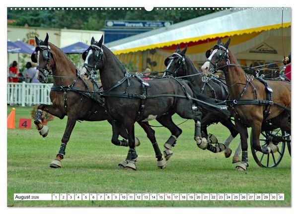Produktbild: Viersp&auml;nner Herausforderung Fahrsport (hochwertiger Premium Wandkalender 2026 DIN A2 quer), Kunstdruck in Hochglanz