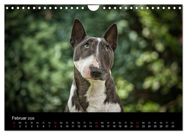 Produktbild: Bullterrier (Wandkalender 2026 DIN A4 quer), CALVENDO Monatskalender