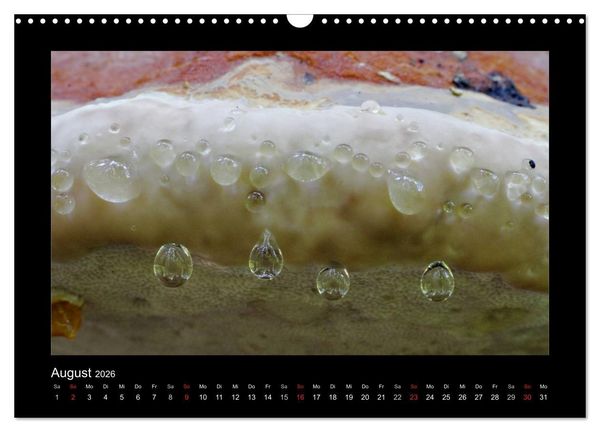 Produktbild: Pilze (Wandkalender 2026 DIN A3 quer), CALVENDO Monatskalender