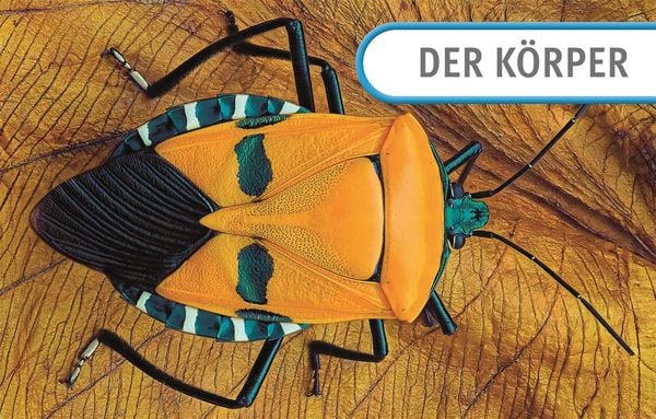 Produktbild: Unsere Welt in 1000 Bildern. Insekten