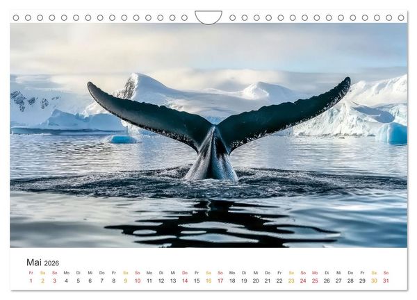 Produktbild: Antarktis - eisige Sch&ouml;nheit (Wandkalender 2026 DIN A4 quer), CALVENDO Monatskalender