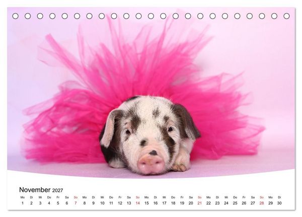Produktbild: Niedliche Ferkel lovely piglets (Tischkalender 2027 DIN A5 quer), CALVENDO Monatskalender