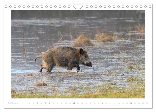 Produktbild: Wild Boars (Wall Calendar 2026 DIN A4 landscape), CALVENDO 12 Month Wall Calendar