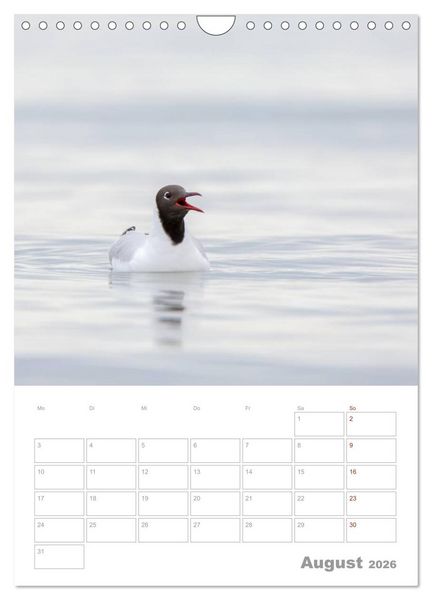 Produktbild: M&ouml;wen - die V&ouml;gel der K&uuml;ste (Wandkalender 2026 DIN A4 hoch), CALVENDO Monatskalender
