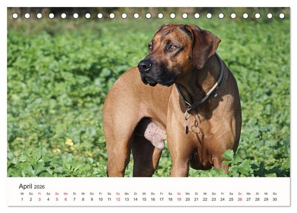 Produktbild: Rhodesian Ridgeback Sch&ouml;nheit aus Afrika (Tischkalender 2026 DIN A5 quer), CALVENDO Monatskalender