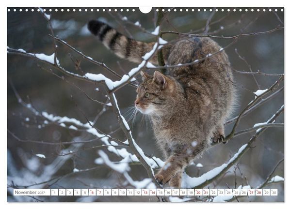 Produktbild: Wildkatzen - die anmutigsten Raubiere in Europa. (Wandkalender 2027 DIN A3 quer), CALVENDO Monatskalender