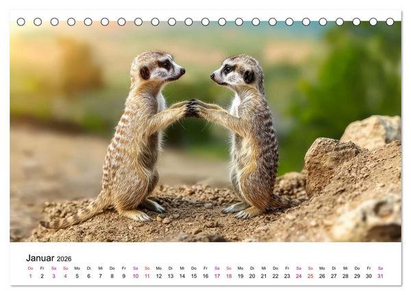 Produktbild: Erdm&auml;nnchen - klein, frech, neugierig (Tischkalender 2026 DIN A5 quer), CALVENDO Monatskalender