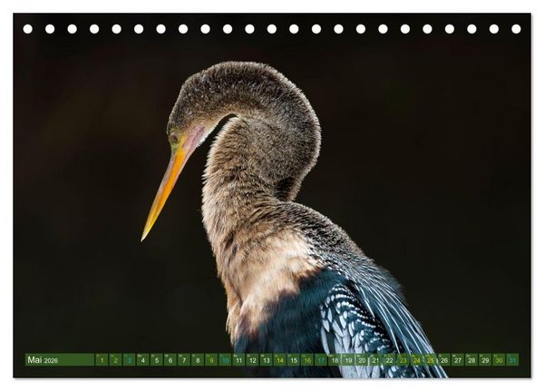 Produktbild: Waldstorch und Anhinga (Tischkalender 2026 DIN A5 quer), CALVENDO Monatskalender