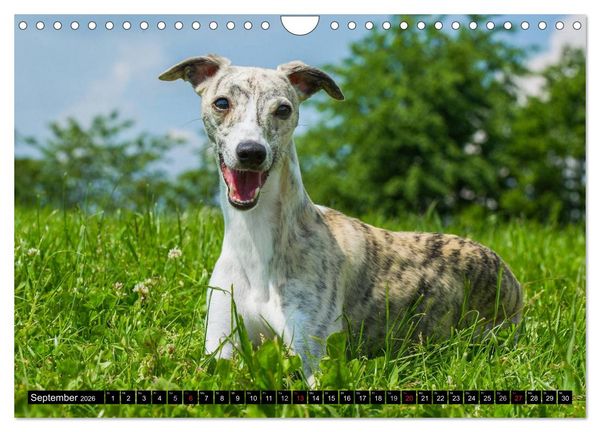 Produktbild: Schnell wie der Wind - Whippet (Wandkalender 2026 DIN A4 quer), CALVENDO Monatskalender