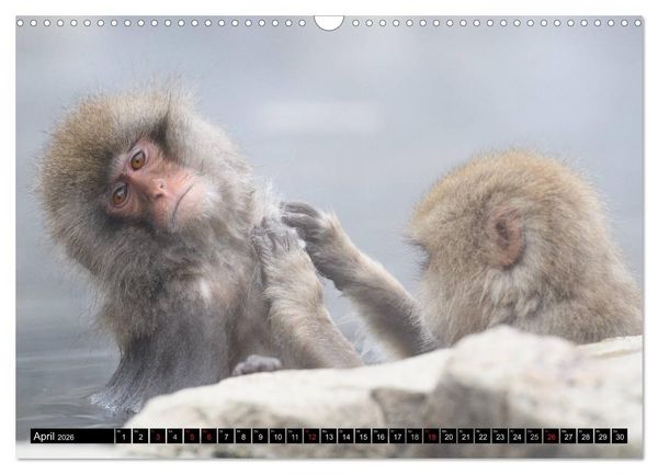 Produktbild: Schneeaffen im Jigokudani Nationalpark (Wandkalender 2026 DIN A3 quer), CALVENDO Monatskalender