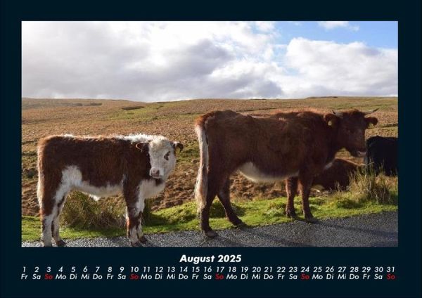 Produktbild: Kuhkalender 2025 Fotokalender DIN A4