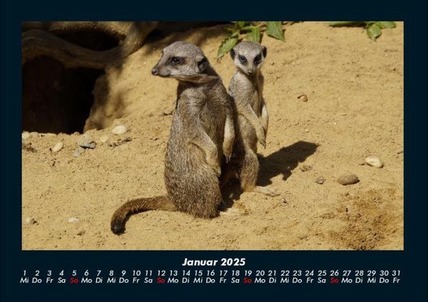 Produktbild: Der Tierkalender 2025 Fotokalender DIN A4
