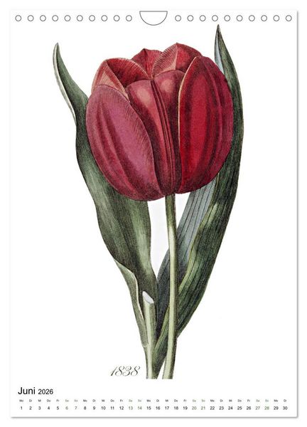 Produktbild: Tulpen - Jahr (Wandkalender 2026 DIN A4 hoch), CALVENDO Monatskalender