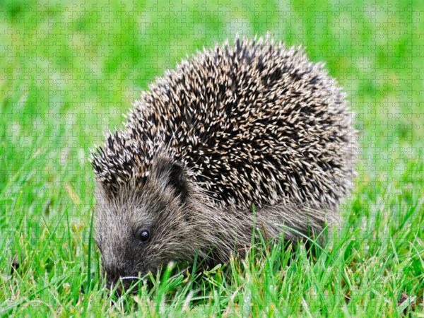 Produktbild: CALVENDO Puzzle Niedlich kleiner Igel l&auml;uft durch das Gras | 1000 Teile Lege-Gr&ouml;&szlig;e 64x48cm Foto-Puzzle f&uuml;r gl&uuml;ckliche Stunden
