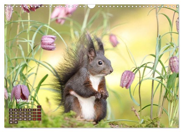 Produktbild: Das Eurasische Eichh&ouml;rnchen - Kunterbuntes Waldtreiben (Wandkalender 2026 DIN A3 quer), CALVENDO Monatskalender