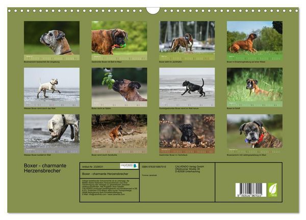 Produktbild: Boxer - charmante Herzensbrecher (Wandkalender 2027 DIN A3 quer), CALVENDO Monatskalender