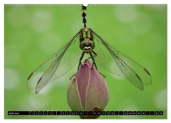 Produktbild: Singapurs Tierwelt (hochwertiger Premium Wandkalender 2026 DIN A2 quer), Kunstdruck in Hochglanz