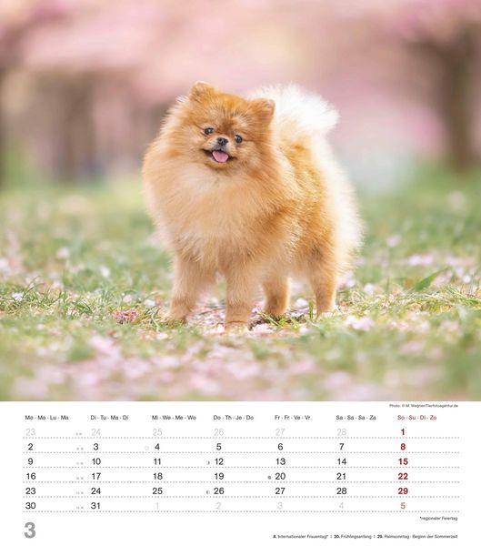 Produktbild: Niedliche Hundekinder 2026 - Wand-Kalender - Tier-Kalender - 30x34