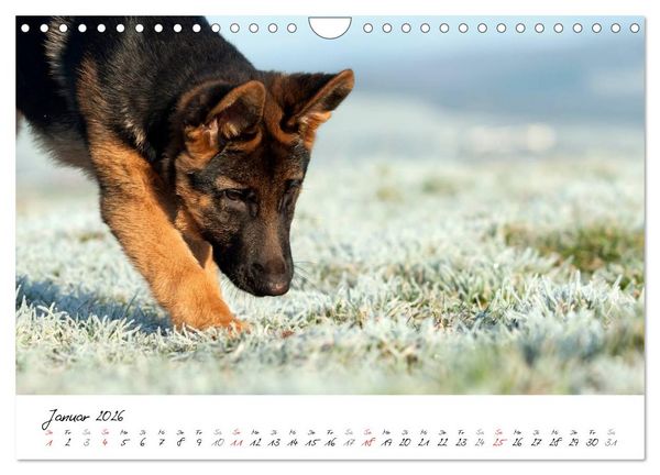 Produktbild: Junge Deutsche Sch&auml;ferhunde (Wandkalender 2026 DIN A4 quer), CALVENDO Monatskalender