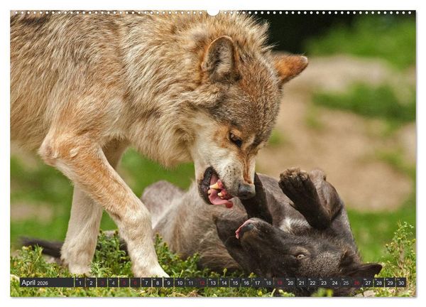 Produktbild: W&ouml;lfe. Graue Eminenzen (hochwertiger Premium Wandkalender 2026 DIN A2 quer), Kunstdruck in Hochglanz