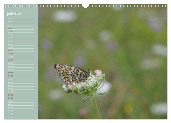 Produktbild: Merveilleux papillons (Calendrier mural 2026 DIN A3 vertical), CALVENDO calendrier mensuel