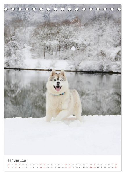 Produktbild: Faszination Husky (Tischkalender 2026 DIN A5 hoch), CALVENDO Monatskalender