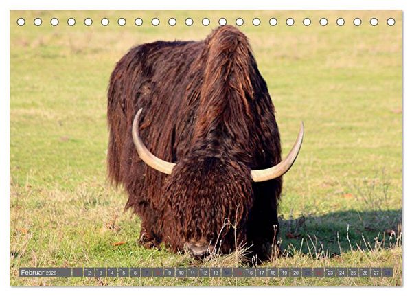 Produktbild: Der Yak (Tischkalender 2026 DIN A5 quer), CALVENDO Monatskalender