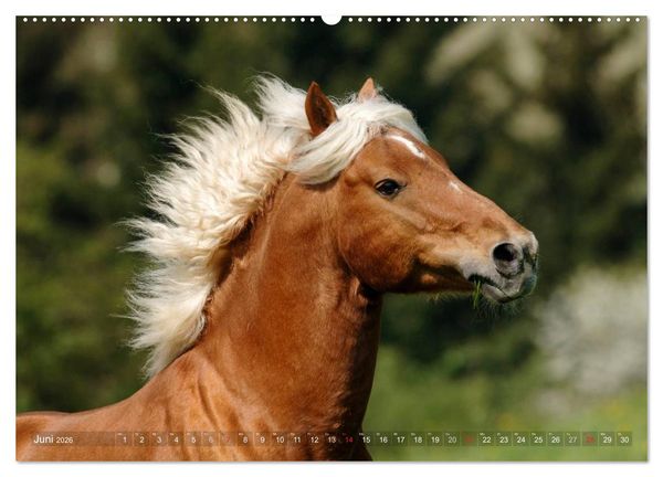 Produktbild: Haflinger Sch&ouml;nheiten (hochwertiger Premium Wandkalender 2026 DIN A2 quer), Kunstdruck in Hochglanz