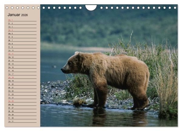 Produktbild: B&auml;ren. Unterwegs mit Meister Petz (Wandkalender 2026 DIN A4 quer), CALVENDO Monatskalender