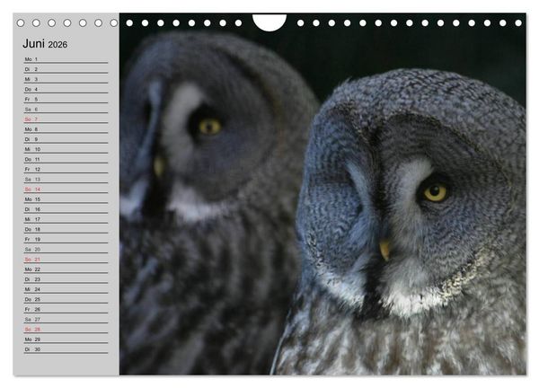 Produktbild: Eulen. Gefiederte Weisheit (Wandkalender 2026 DIN A4 quer), CALVENDO Monatskalender