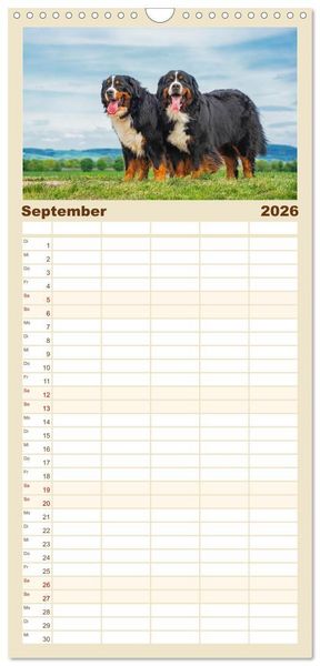 Produktbild: Familienplaner 2026 - Berner Sennenhund - Ein Freund auf vier Pfoten mit 5 Spalten (Wandkalender, 21 x 45 cm) CALVENDO