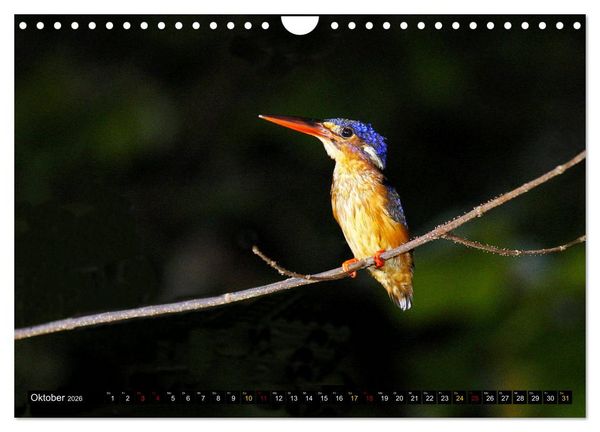 Produktbild: Borneo - Tierparadies Regenwald (Wandkalender 2026 DIN A4 quer), CALVENDO Monatskalender