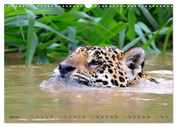 Produktbild: Jaguare im Pantanal (Wandkalender 2026 DIN A3 quer), CALVENDO Monatskalender
