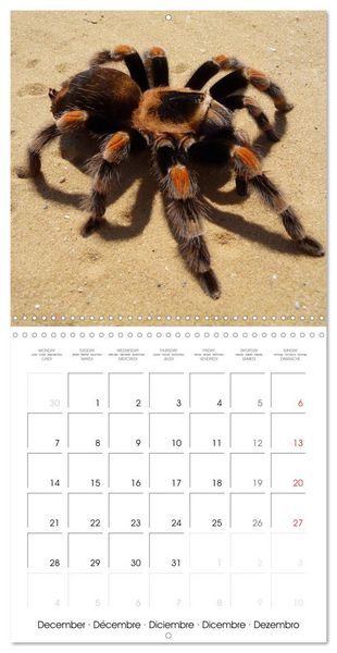 Produktbild: Spiders and Tarantulas (Wall Calendar 2026 12 &times; 12 Inch) CALVENDO 12 Month Wall Calendar