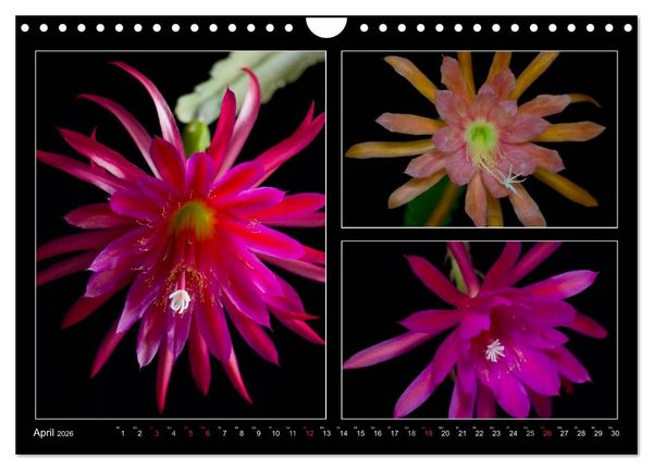 Produktbild: Epiphyllum-Hybriden (Wandkalender 2026 DIN A4 quer), CALVENDO Monatskalender
