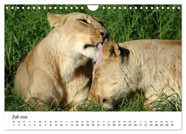 Produktbild: L&ouml;wen Impressionen (Wandkalender 2026 DIN A4 quer), CALVENDO Monatskalender