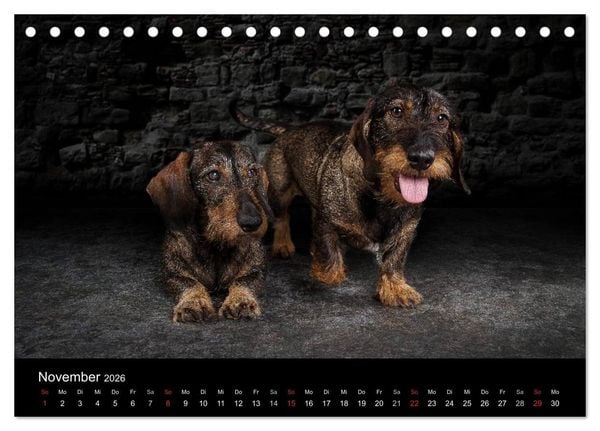 Produktbild: Urban Dogs - Hundekalender der anderen Art (Tischkalender 2026 DIN A5 quer), CALVENDO Monatskalender
