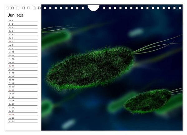 Produktbild: Mikrobiologie. Mikroorganismen, Genetik und Zellen (Wandkalender 2026 DIN A4 quer), CALVENDO Monatskalender